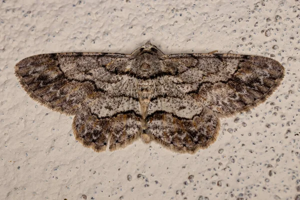 Adult Geometer Moth Tribe Boarmiini — Stock Photo, Image