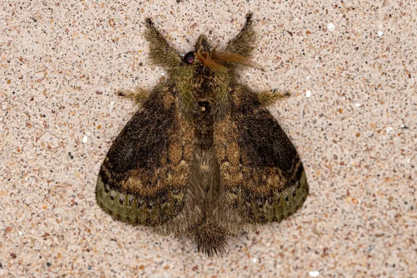 Взрослый Lappet Moth Рода Euglyphis — стоковое фото