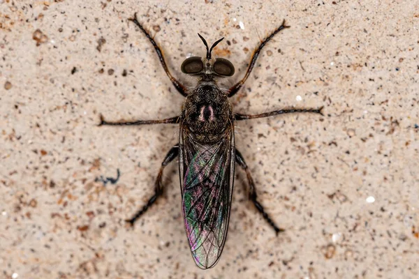 Adult Robber Fly Tribe Atomosiini — Stock Photo, Image