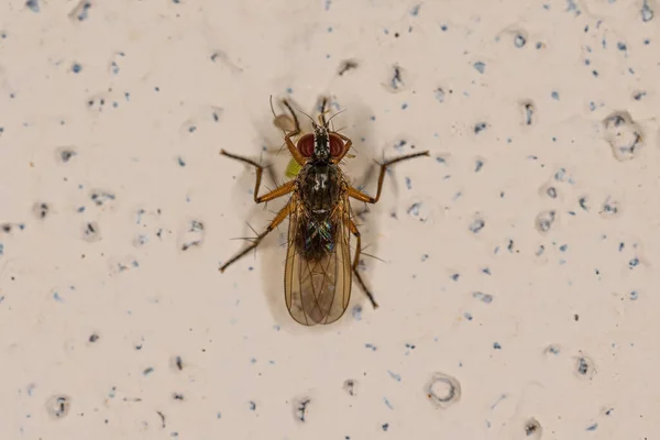Adult Muscoid Fly Subfamily Coenosiinae Preying Adult Non Biting Midge — Stock Photo, Image