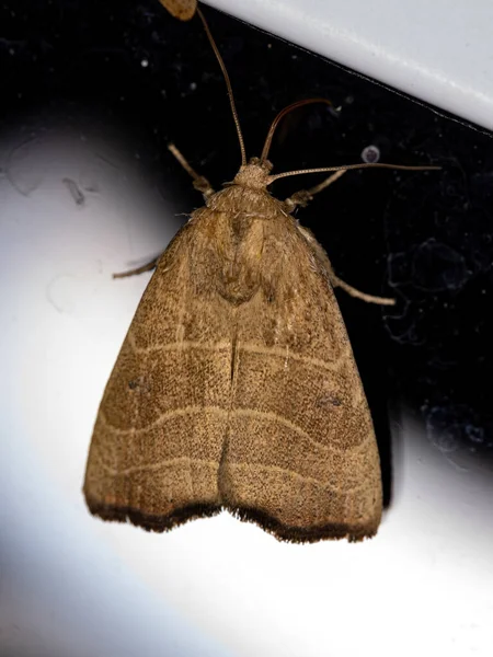 Adult Wavy Lined Mallow Moth Species Bagisara Repanda — Stock Photo, Image