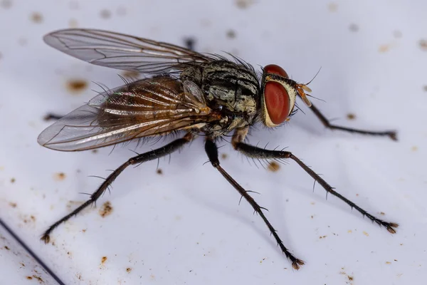 Adulte Borstenfliegen Der Familie Tachinidae — Stockfoto