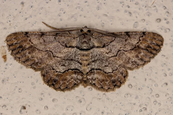 Dospělý Geometr Moth Kmene Boarmiini — Stock fotografie
