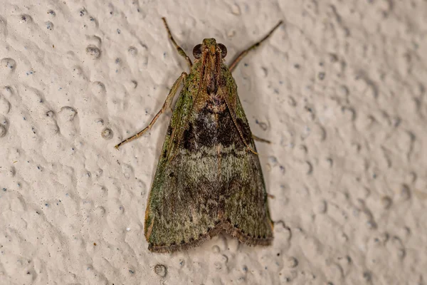 Adult Pyralid Snout Moth Superfamily Pyraloidea — Stock Photo, Image