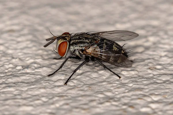 Mosca Cerdas Adulta Família Tachinidae — Fotografia de Stock