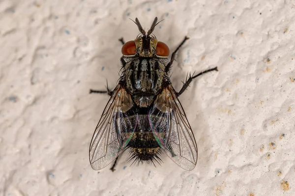 Adulte Borstenfliegen Der Familie Tachinidae — Stockfoto