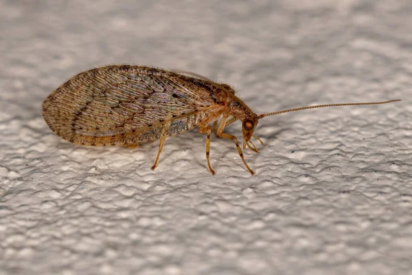 Adult Brown Lacewing Species Nusalala Tessellata — Stock Photo, Image