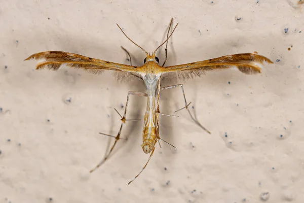 Ενηλίκων Plume Moth Της Οικογένειας Pterophoridae — Φωτογραφία Αρχείου
