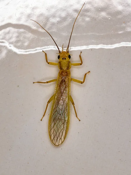 Dorośli Często Stonefly Insekt Rodziny Perlidae — Zdjęcie stockowe