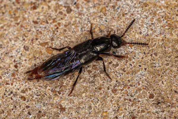 Ausgewachsener Rove Beetle Vom Substamm Xanthopygina — Stockfoto