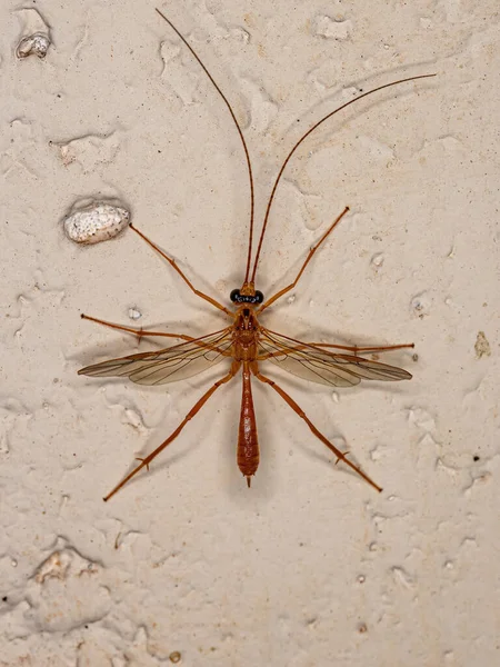 Dospělí Braconid Wasp Čeledi Braconidae — Stock fotografie