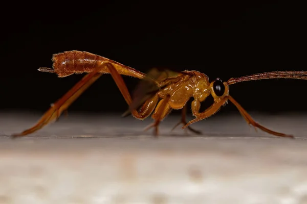 Braconidae Ailesinden Yetişkin Braconid Wasp — Stok fotoğraf