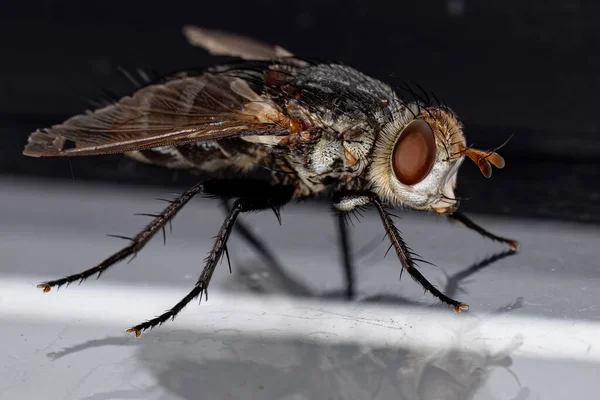 Adult Bristle Fly Van Het Geslacht Archytas — Stockfoto