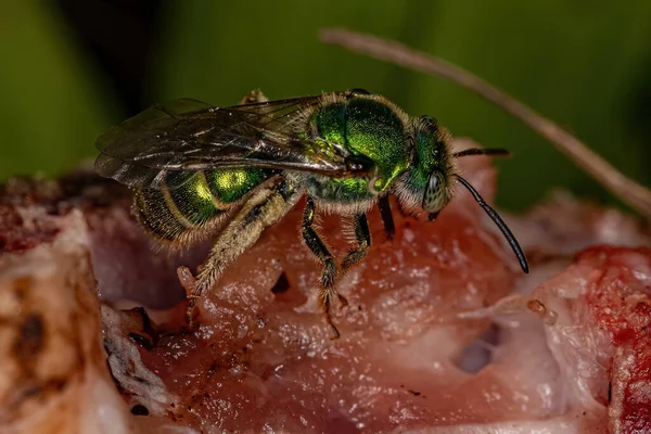 Adult Augochlorine Sweat Bee Genus Augochloropsis Eating Meat — Stockfoto