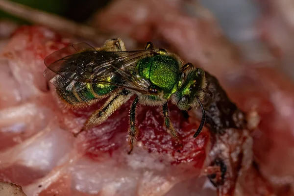 Adult Augochlorine Sweat Bee Genus Augochloropsis Eating Meat — Stockfoto