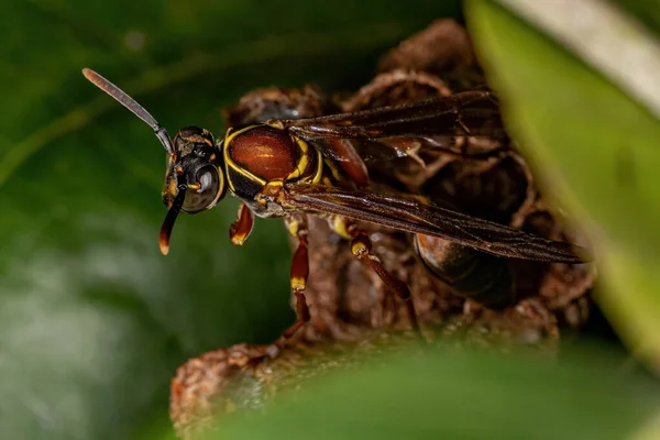 Mischocyttarus Cinsinin Yetişkin Uzun Belli Kağıt Arısı — Stok fotoğraf