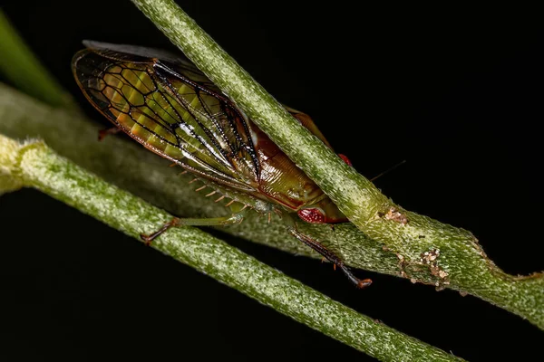 Adulto Leafhopper Típico Tribo Gyponini — Fotografia de Stock