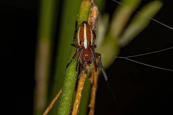 Adult Typical Orbweaver Spider Species Alpaida Rubellula — Stockfoto