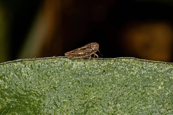 Kleine Ausgewachsene Typische Blattläuse Des Substamms Agalliina — Stockfoto