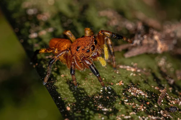 Păianjen Sărituri Mici Din Genul Phiale — Fotografie, imagine de stoc