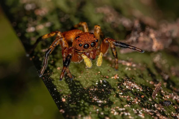 Pequeña Araña Saltadora Del Género Phiale — Foto de Stock