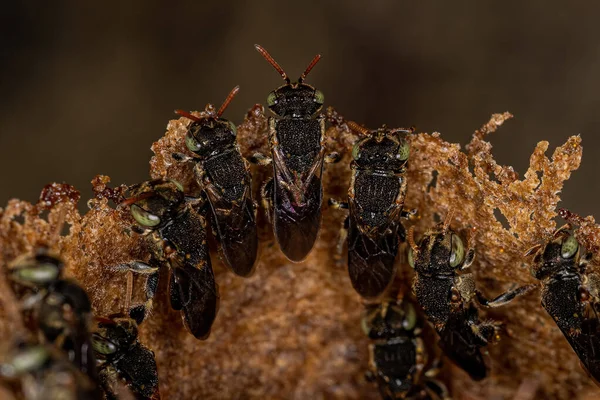 Genus Nannotrigonaの成虫なし蜂 — ストック写真