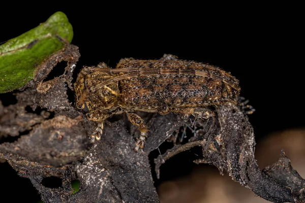 Ενηλίκων Τυπικό Longhorn Beetle Της Οικογένειας Cerambycidae — Φωτογραφία Αρχείου