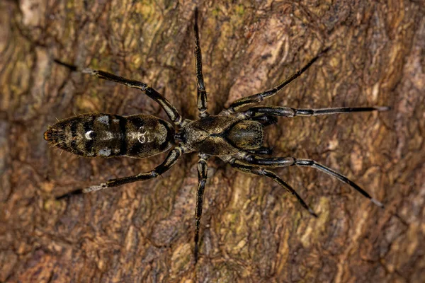 Adulto Hembra Ant Mimic Sac Araña Del Género Castianeira —  Fotos de Stock