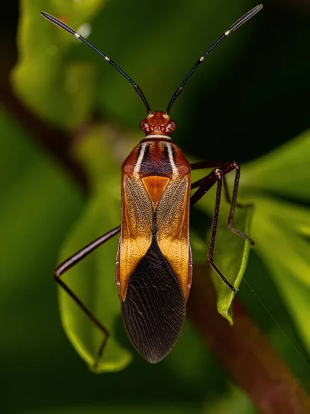 Bug Folha Adulto Espécie Hypselonotus Interruptus — Fotografia de Stock