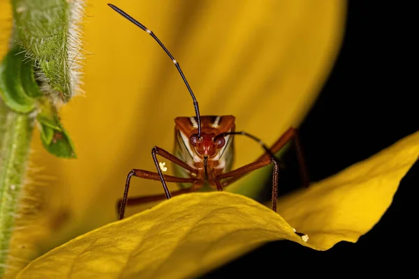 Bug Folha Adulto Espécie Hypselonotus Interruptus — Fotografia de Stock