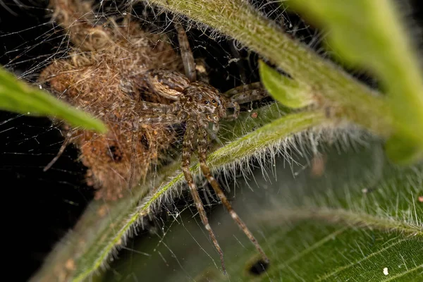 Adult Female Nursery Web Spider Family Pisauridae — Foto Stock