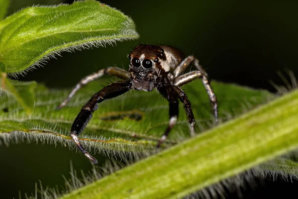 Маленький Чоловічий Стрибок Павук Виду Philira Micans — стокове фото