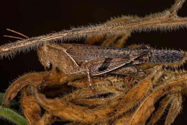 Adult Short Horned Grasshopper Της Φυλής Abracrini — Φωτογραφία Αρχείου