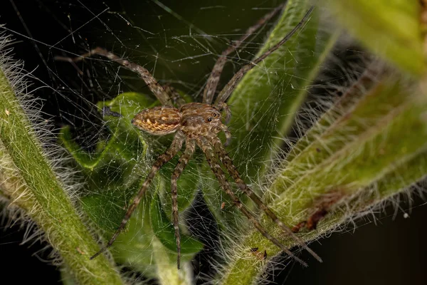 Adult Female Nursery Web Spider Family Pisauridae — Stock Photo, Image