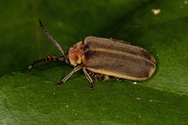 Dospělý Malý Bleší Brouk Podčeledi Galerucinae — Stock fotografie