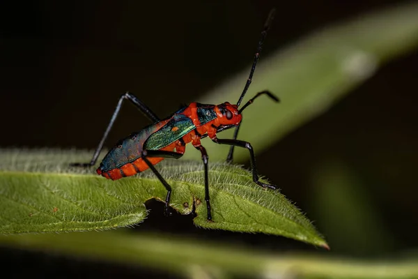 Sphictyrtus Cinsinin Yaprak Ayaklı Böcek Perisi — Stok fotoğraf