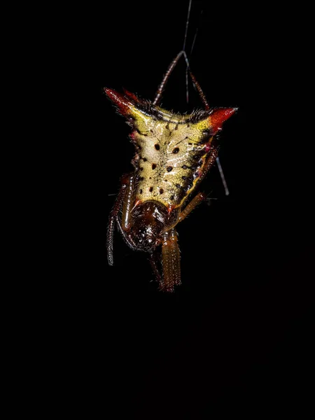 Μικρή Θηλυκή Orbweaver Αράχνη Του Είδους Micrathena Plana — Φωτογραφία Αρχείου