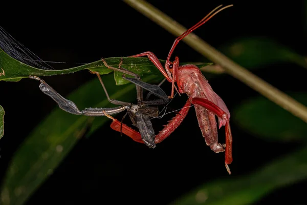 Bug Tribo Acanthocephalini Com Folha Adulto — Fotografia de Stock