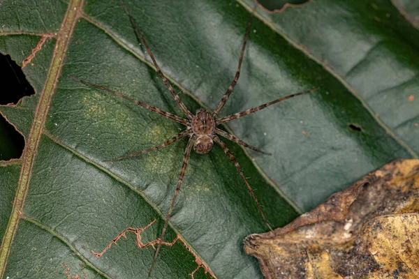 Felnőtt Óvoda Web Spider Genus Architis Védi Tojás Zsák Ootheca — Stock Fotó