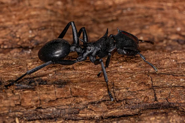 Adult Female Giant Turtle Ant Species Cephalotes Atratus — Stock Photo, Image