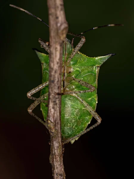 Hedor Adulto Insecto Especie Euschistus Carbonerus — Foto de Stock