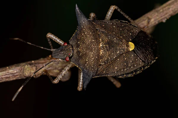 Adult Stink Bug Species Euschistus Carbonerus — Stock Photo, Image