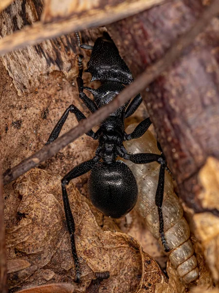 Yetişkin Dişi Dev Kaplumbağa Karınca Türü Cephalotes Atratus — Stok fotoğraf