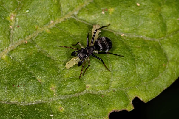 Adulto Saltando Araña Del Género Sarinda Que Imita Las Hormigas —  Fotos de Stock