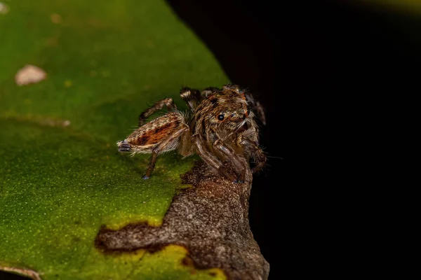 Small Jumping Spider Genus Freya — ストック写真