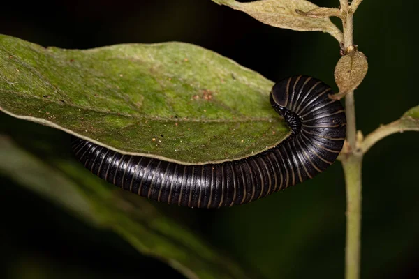 Des Arthropodes Millipèdes Adultes Classe Des Diplopodes — Photo