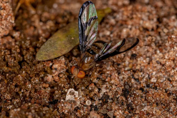 Mosca Adulta Del Género Xanthacrona Explorando Heces Suelo —  Fotos de Stock