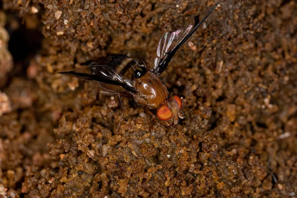 Adult Picture-winged Fly of the Genus Xanthacrona exploring feces on the floor