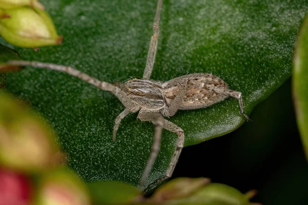 Pequena Aranha Caranguejo Família Philodromidae — Fotografia de Stock