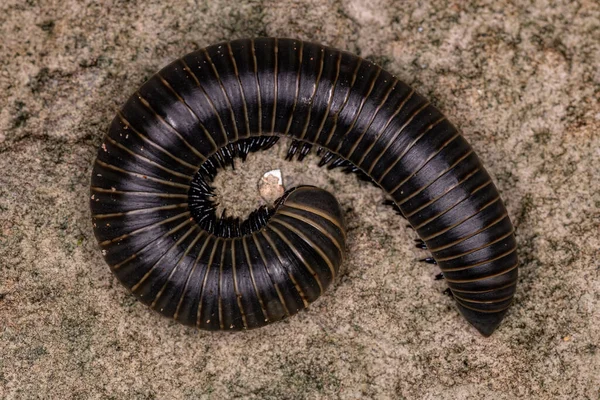 Artrópodo Milipedo Adulto Clase Diplopoda —  Fotos de Stock